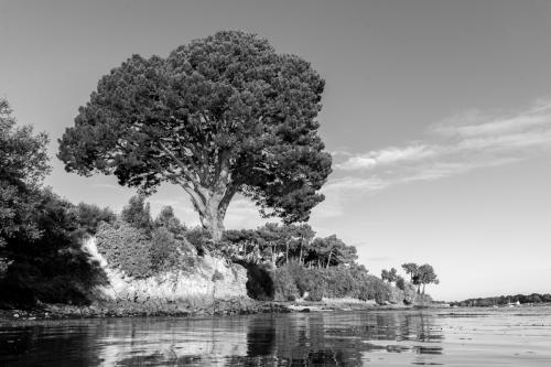 Pin de Saint-Philibert, Morbihan
