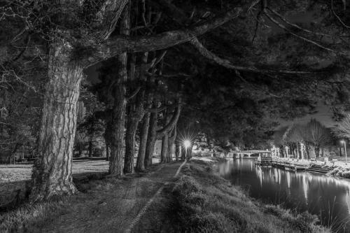 Pins de la digue Malestroit, Morbihan 3