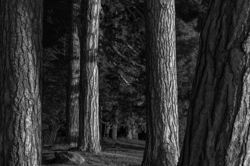 Pins de la digue Malestroit, Morbihan 2