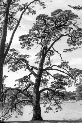 Pin de l'ïle Berder, Morbihan