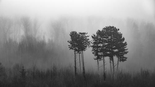 Pins-noirs-Foret-de-Verdun-Meuse